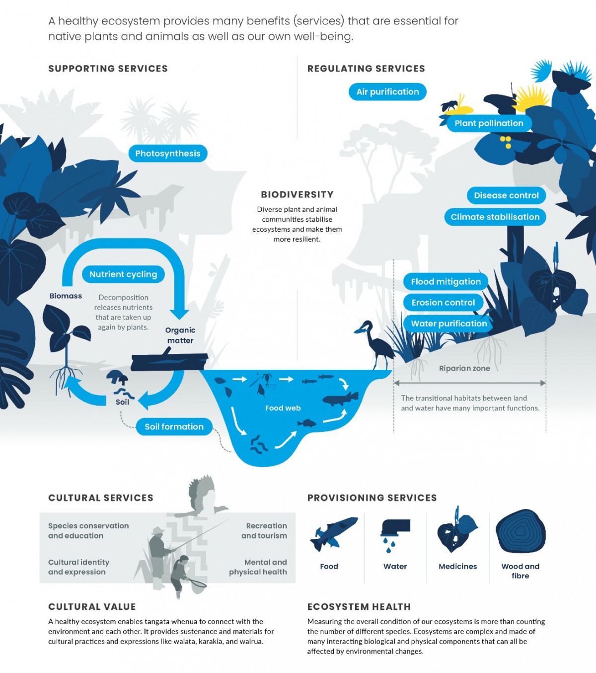 Ecosystems. Infographic.