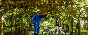 A man in a boiler suit and helmet examines kiwifruit vines overhead. An electric motorbike is beside him. 