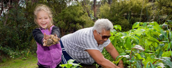 A young girl and an older woman are gardening and digging up potatoes.