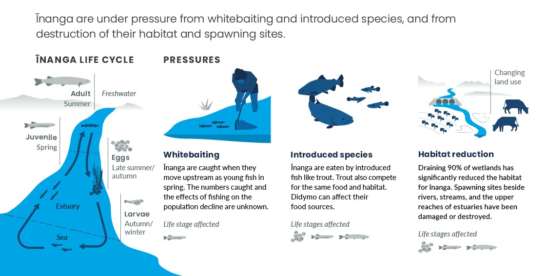 How pressures on ecosystems affect īnanga. Infographic.