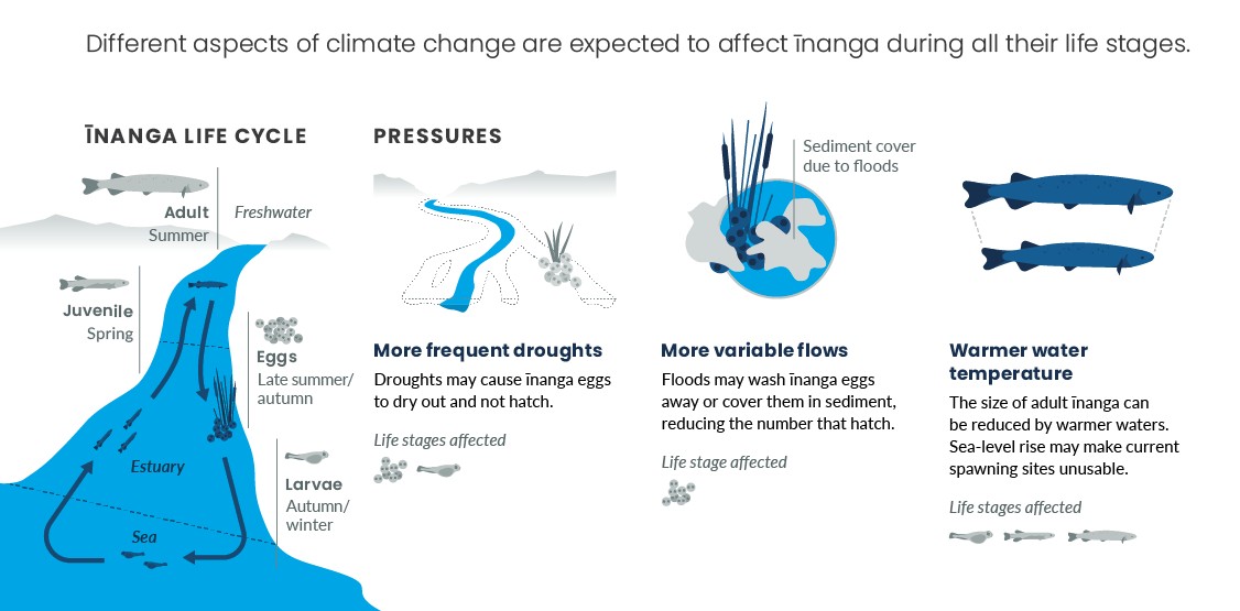 How climate change may affect īnanga. Infographic.