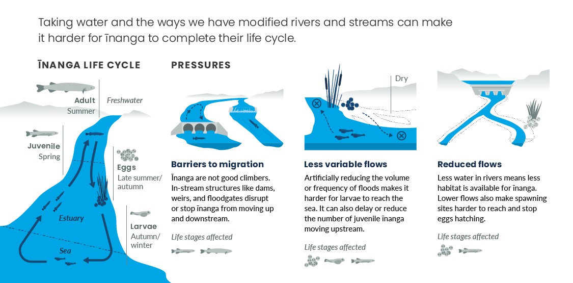 How changing water flows affect īnanga. Infographic.