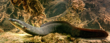 A longfin eel swims along the bottom of a river. Stones, roots and twigs are visible behind.
