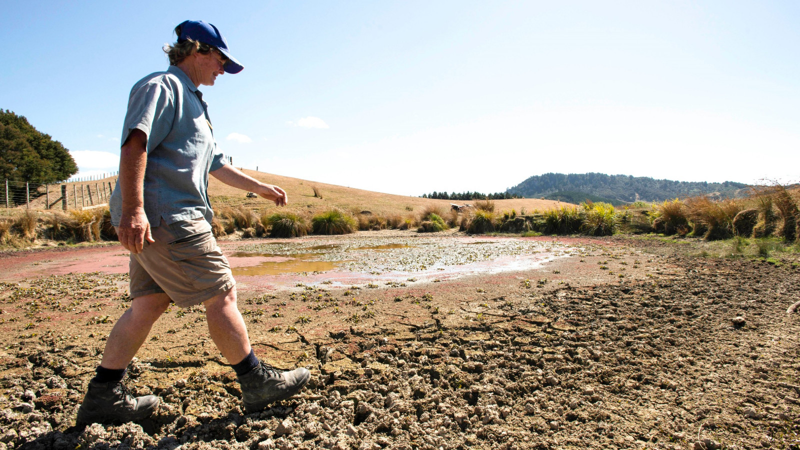 A person wearing a cap, shorts and boots walks over a dried-out lake bottom. Some shallow water remains, which contains green algae.