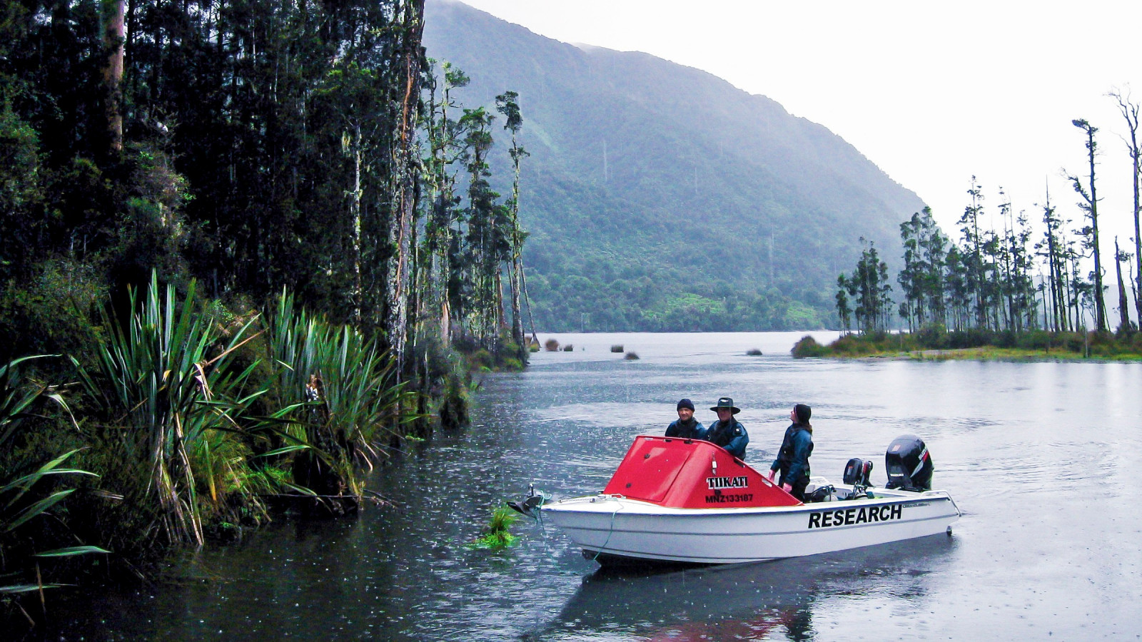 A small research motor boat with 3 people on board is stationery on a lake in the rain. Flax and tall native trees are in and beside the water.