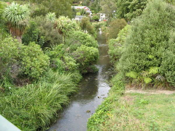 A small stream with large native trees beside it and houses in the background.