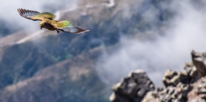 Kea flying over Arthurs Pass, New Zealand.