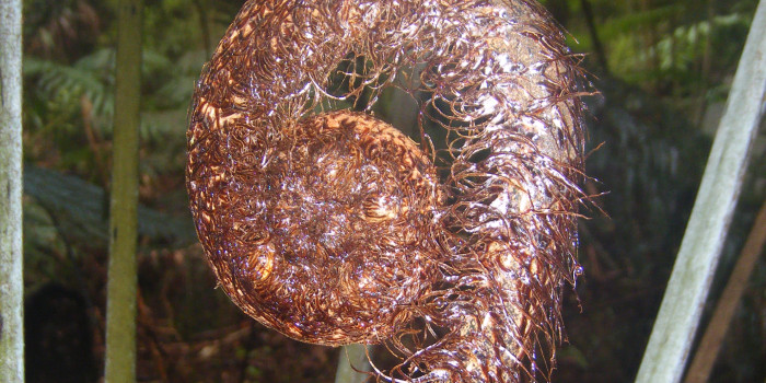 A fern koru curled up.