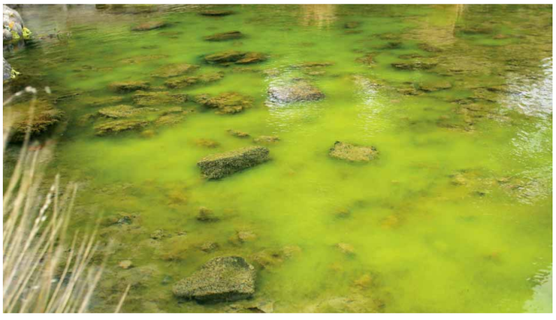 Algal Bloom in a Freshwater Lake