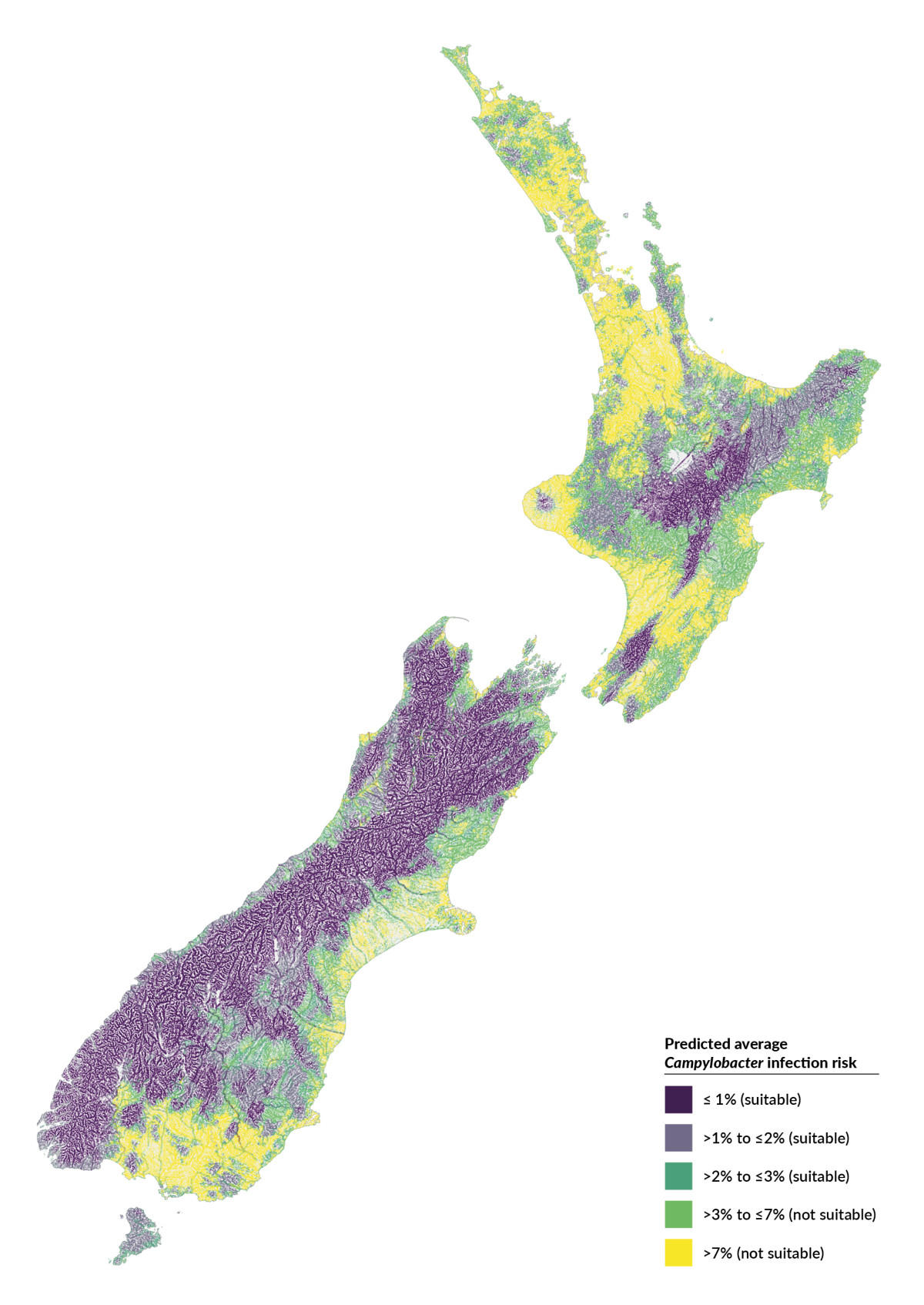 Average Campylobacter infection risk