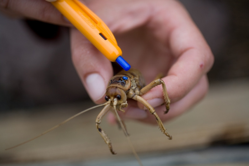 Tagging giant weta 