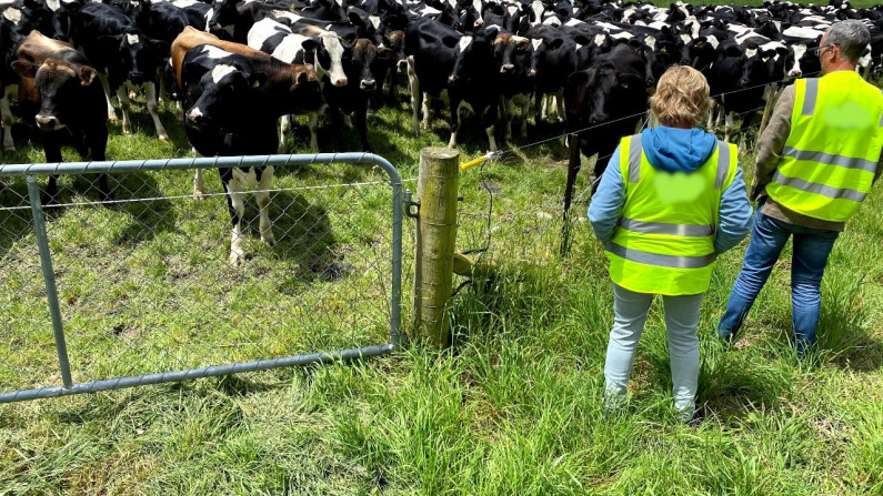 People looking at cows in paddock
