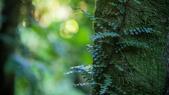 Close up of a mossy tree with a fern growing up it.