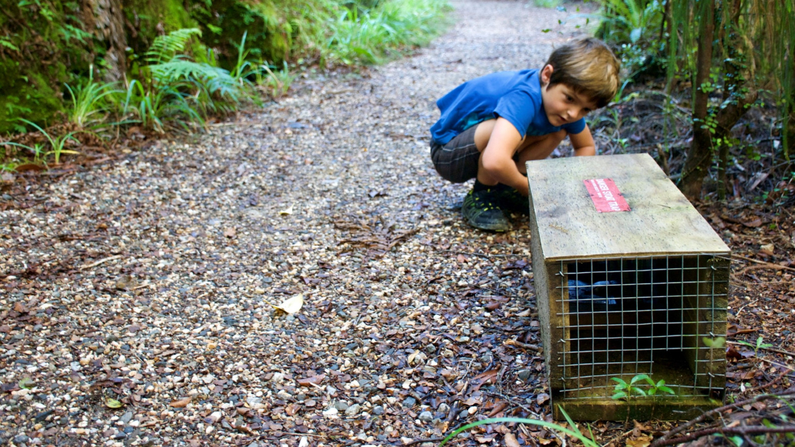 A young boy bends down to look at a stoat trap on a bush walkway. 