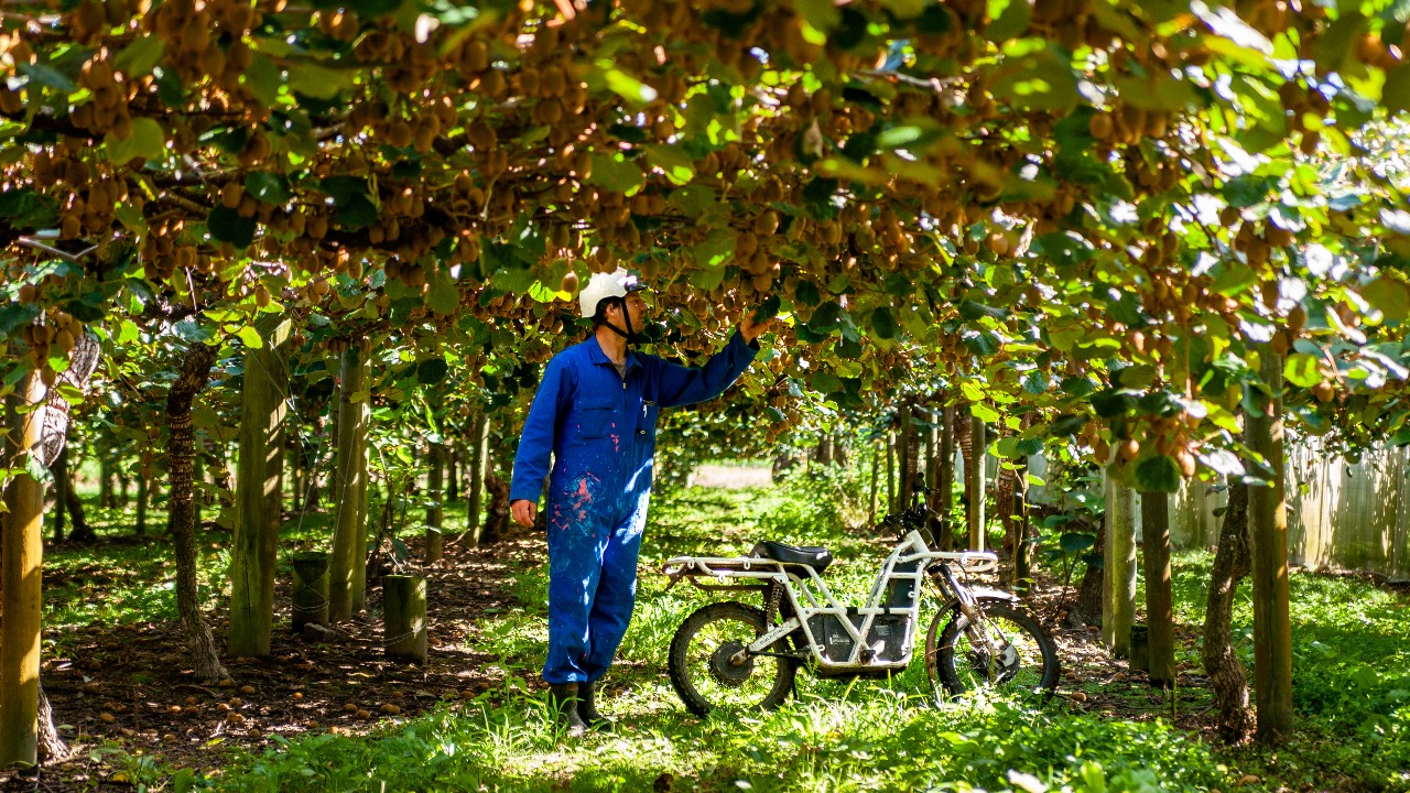 A man in a boiler suit and helmet examines kiwifruit vines overhead. An electric motorbike is beside him. 