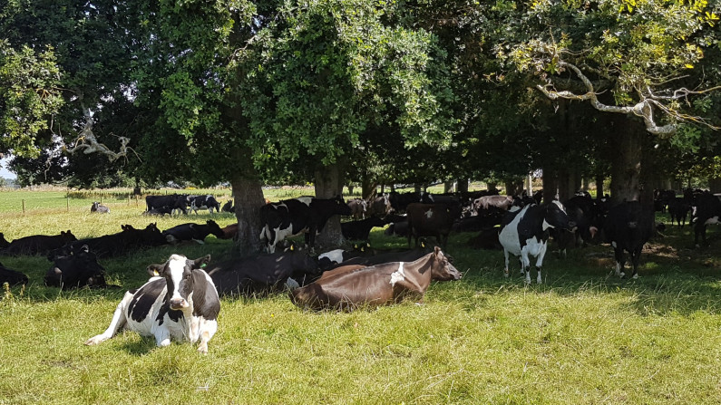Dairy cows resting in shady areas on the Spooner’s farm.