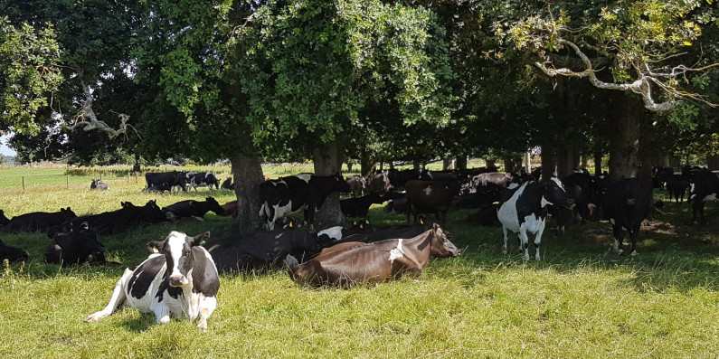 Dairy cows resting in shady areas on the Spooner’s farm.