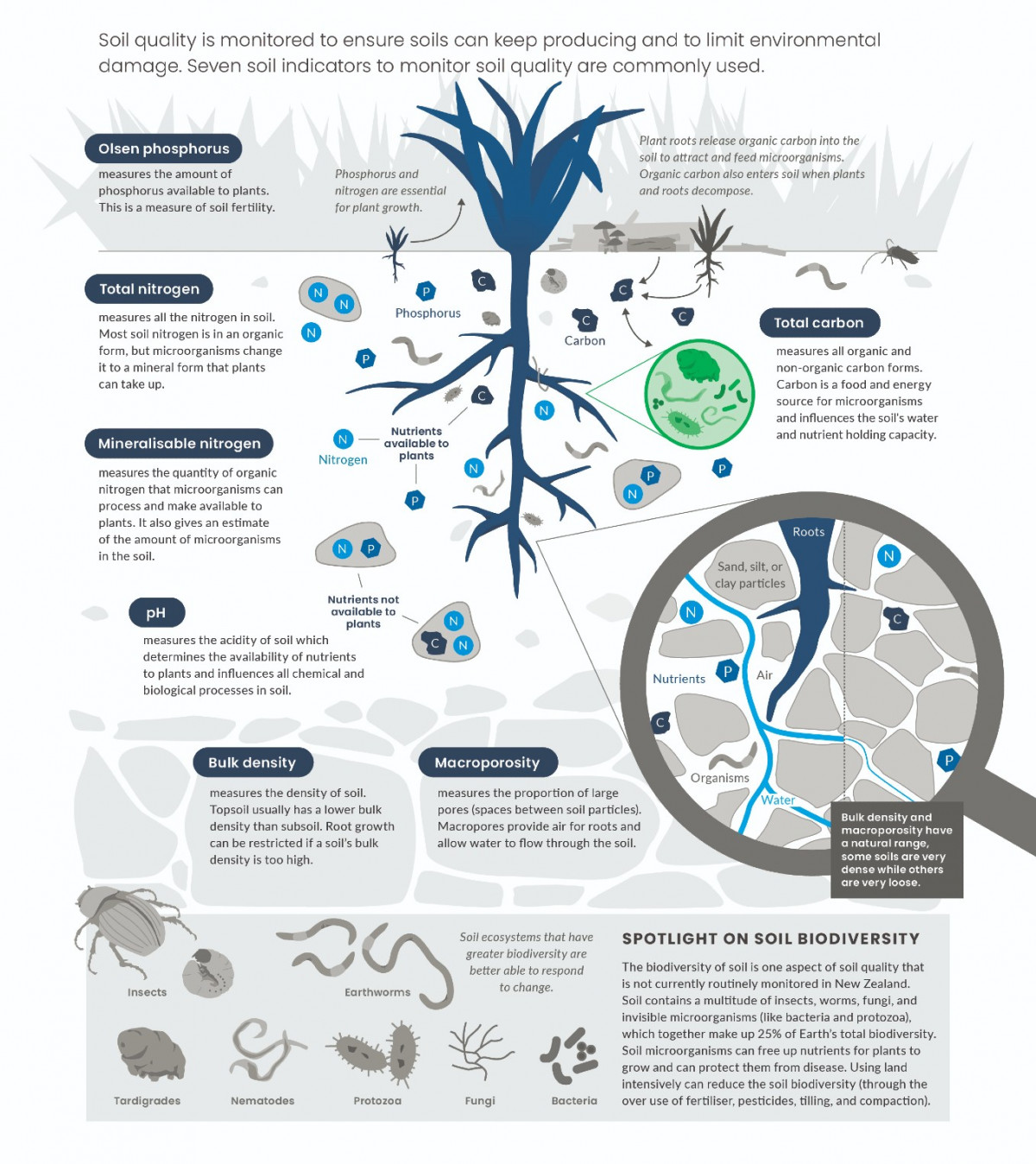 A plant is pictured with the grass above and soil below included to show what is occurring below the surface near its roots. Towards the bottom, there is a feature on insects, worms, fungi and microorganisms. Infographic.