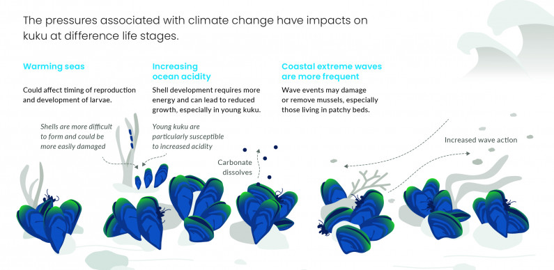 How climate change pressures affect kuku. Infographic.