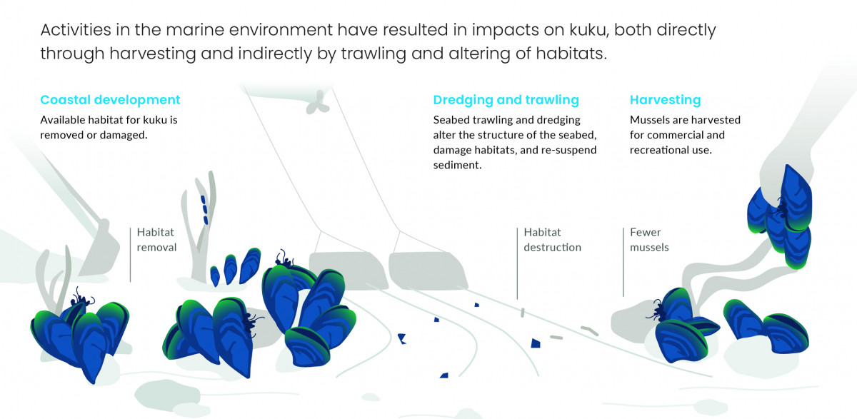 How marine-based pressures affect kuku. Infographic.