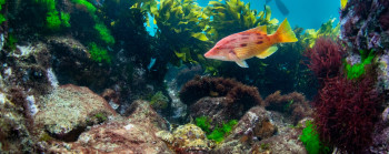 A fish swims in the foreground. It is surrounded by a thriving background of seaweed and other underwater plants and life.