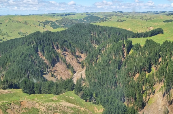 Pine plantation in Te Tairāwhiti