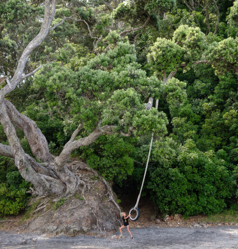 A child playing on a tyre swing tied to a large tree.  