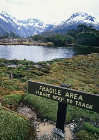 Wetlands cushion bog at Key Summit, Fiordland National Park.