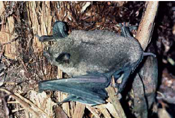 A small bat on a tree.