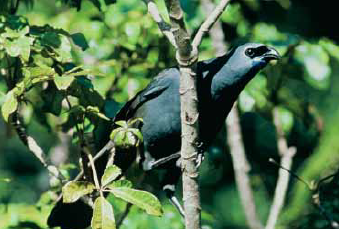 A kōkako bird spotted in a tree.