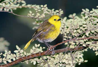 A small yellow bird called the mōhua, perched on a branch.