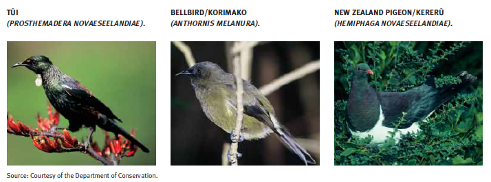 Three different birds are shown. The tūi, the bellbird/korimako, and the New Zealand pigeon/kererū.