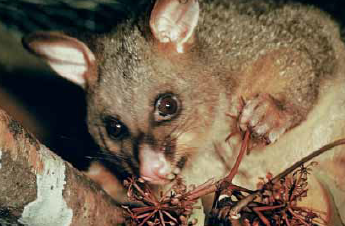 A possum in a tree at night.