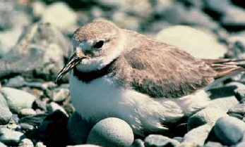 A wrybill nesting amongst stones on a river bank.