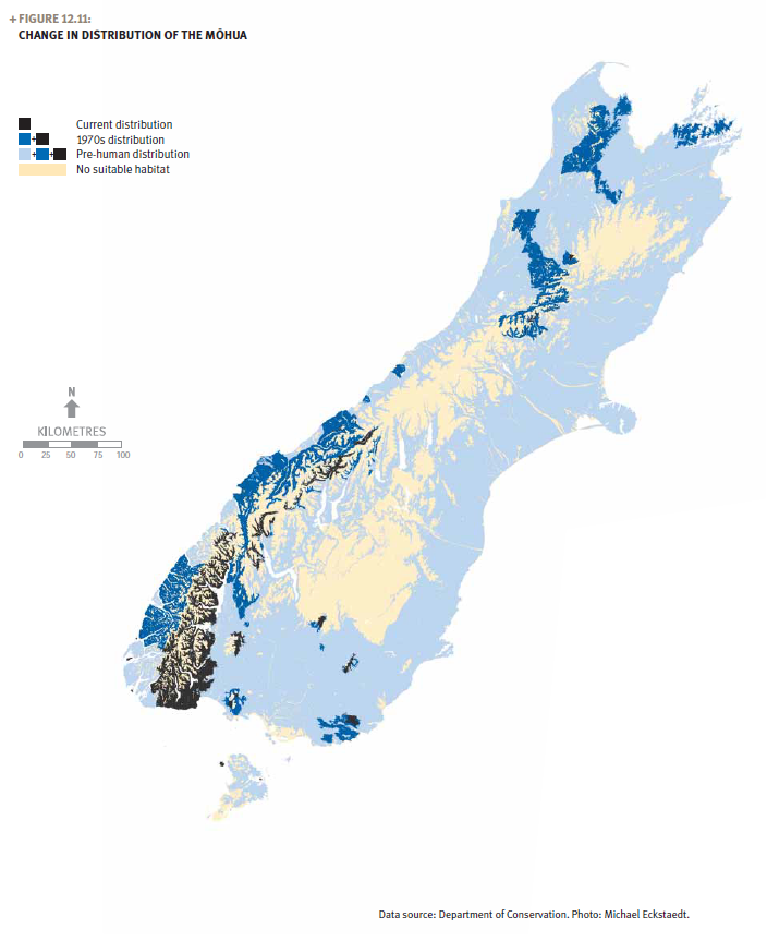 A map of the South Island showing the change in distribution of the mōhua.