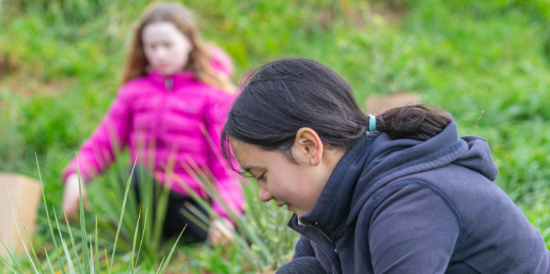 tree planting hero v2