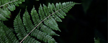 Ferns with a black background behind them.