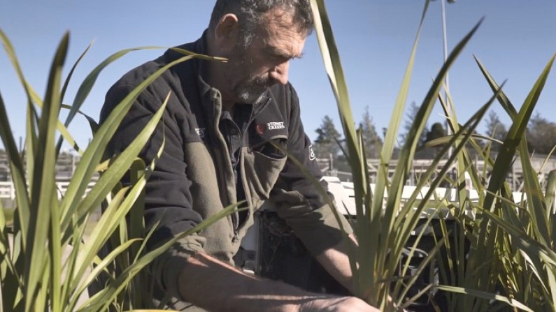 Dairy farmer Bede Kissick collects plants from depot