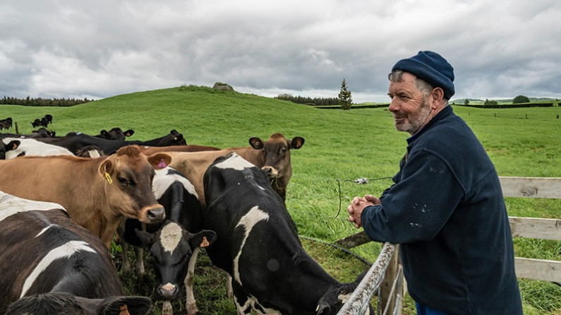 A farmer with his cattle in a field