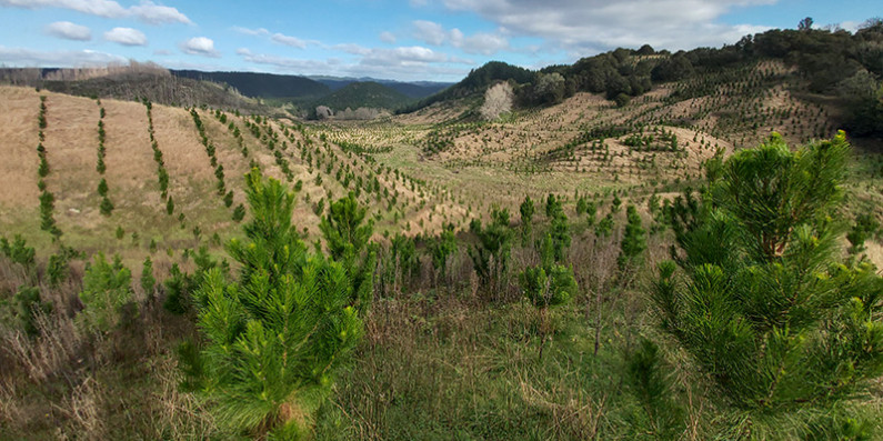 Young pine saplings on the hills at Otarahanga Forest