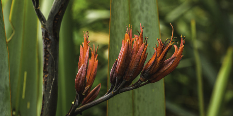 Flax bush with a red flax flower
