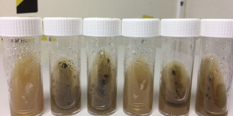 Fungal isolates