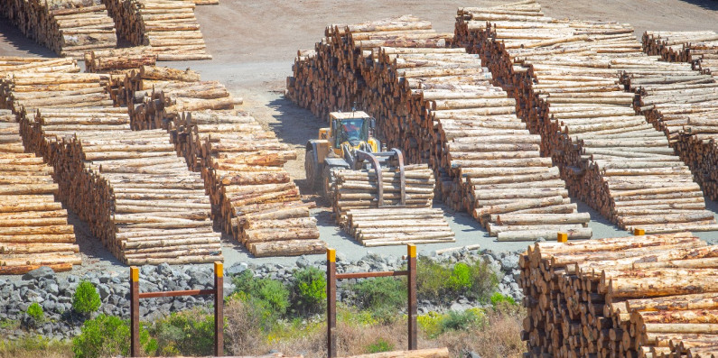 Digger picking up logs in a timber yard, Marlborough