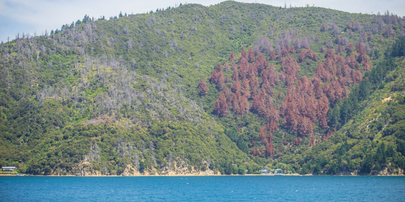 View from water looking towards a hill covered in trees at Picton, Marlborough