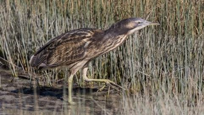 Matuku, bird in the wetlands
