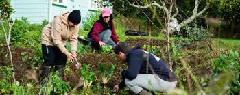 Three people working together to plant vegetables. 
