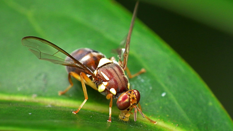 A Queensland fruit fly on a green leaf. 