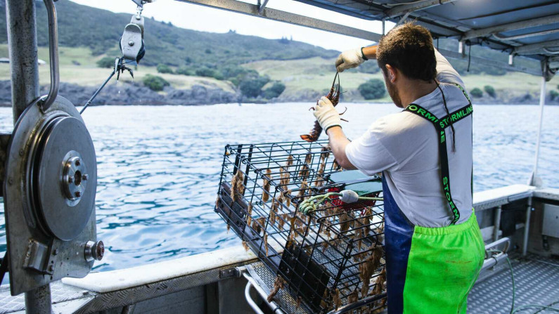 Man on a boat pulling up a crayfish crate