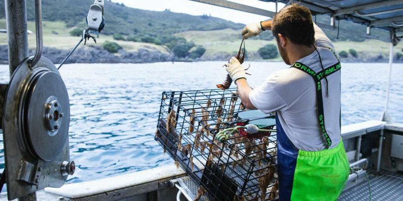 Man on a boat pulling up a crayfish crate