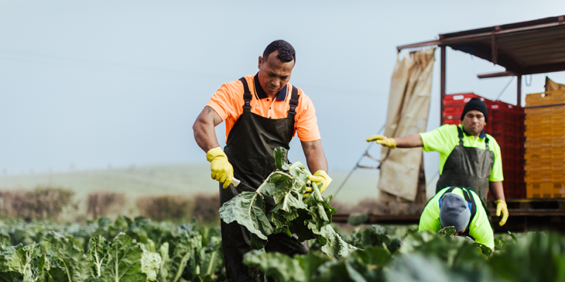 Workers havesting a crop